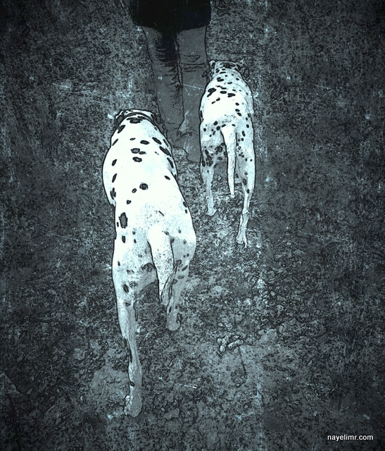 Nayeli caminando con perros